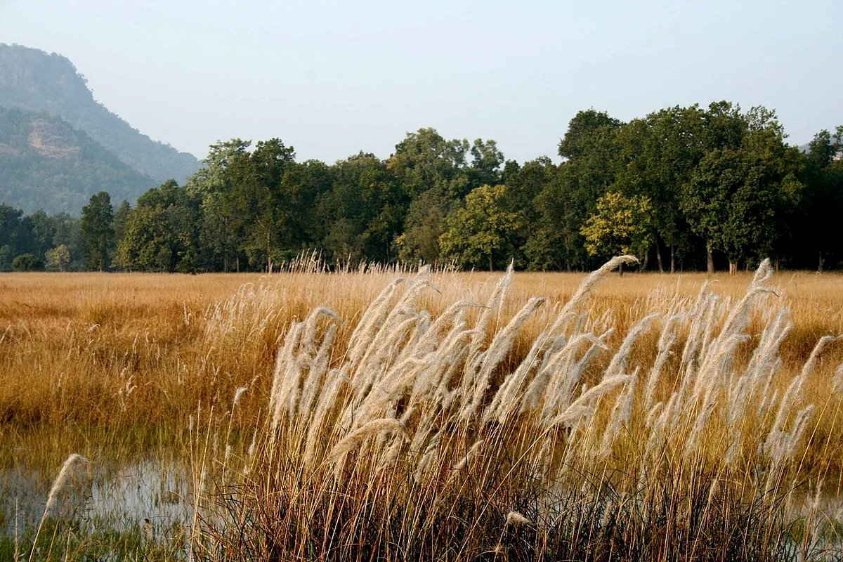 Bandhavgarh Tiger Reserve