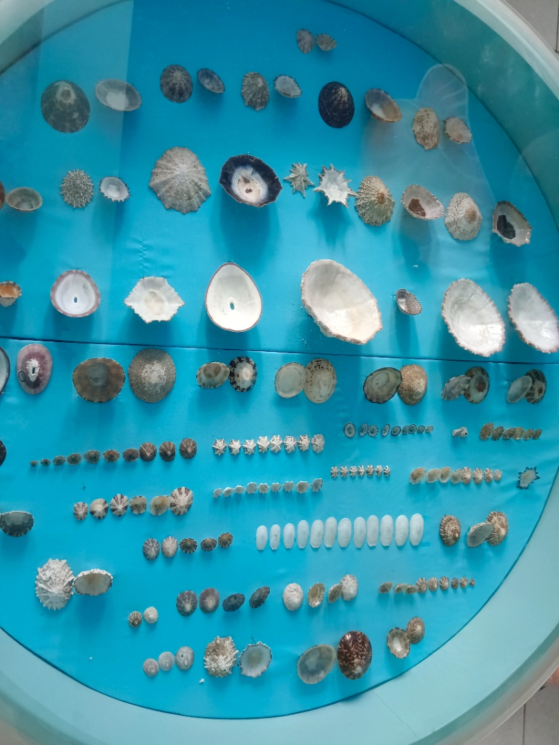 India Seashell Museum