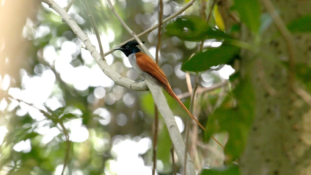 Mangalavanam Bird Sanctuary
