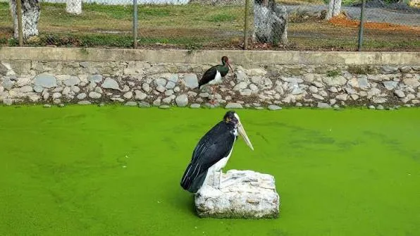 Manipur Zoological Garden