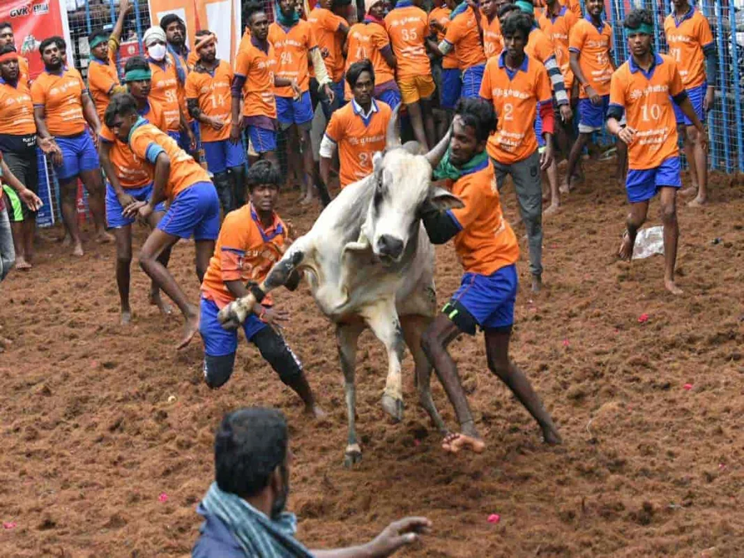 Avaniapuram Jallikattu
