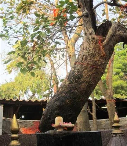 Audumbar Tree
