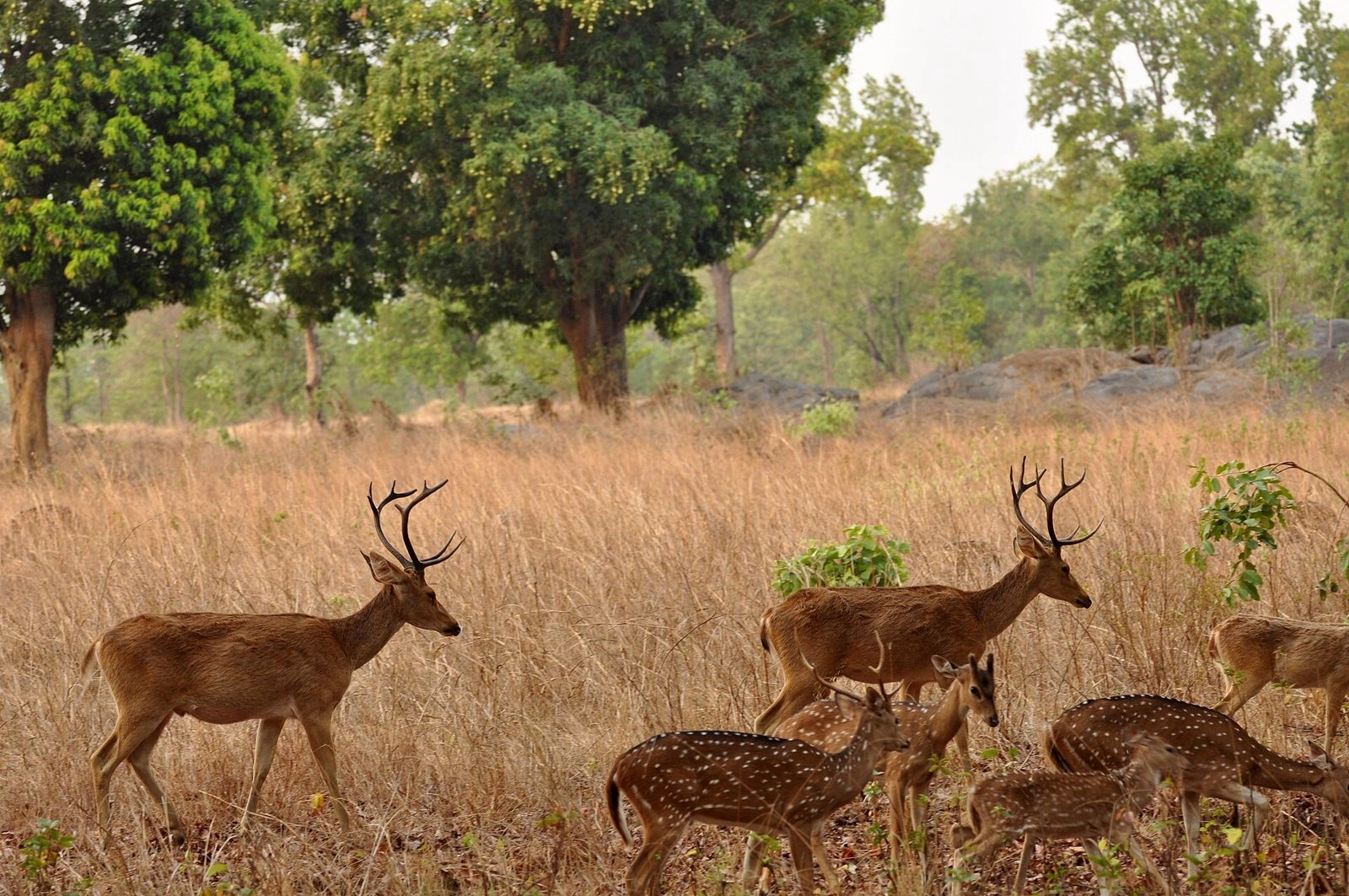 Kanha Zone