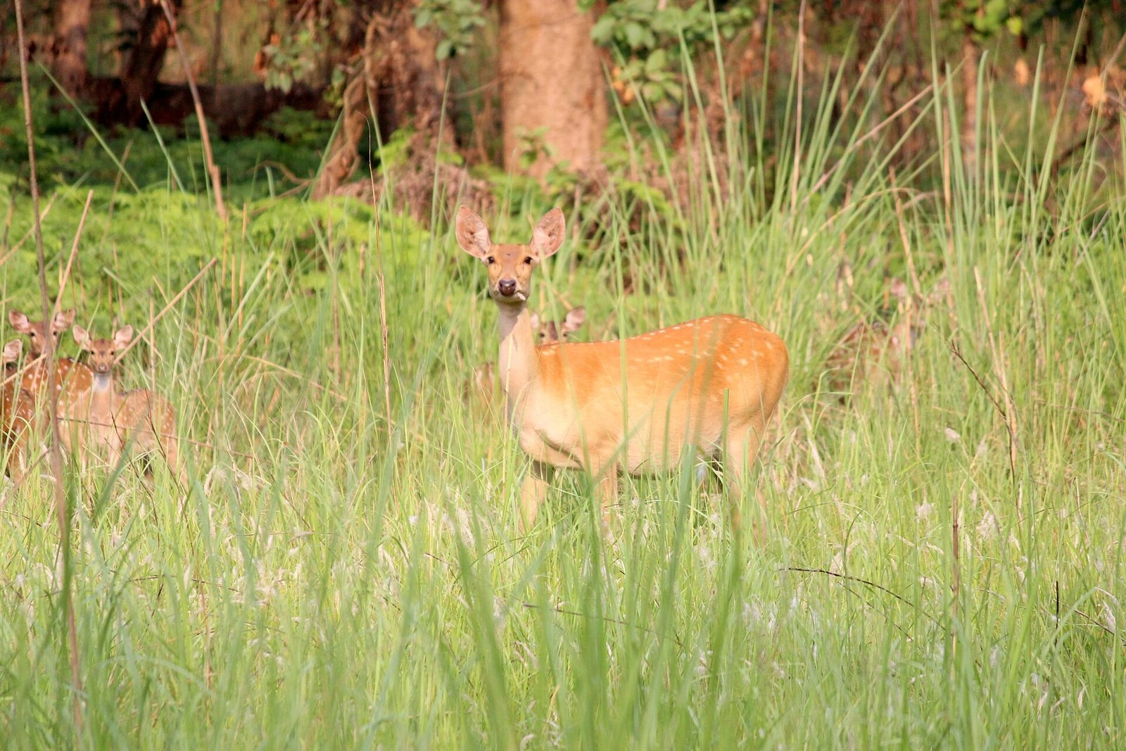 Shuklaphanta National Park