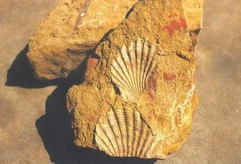 Akal Wood Fossil Park