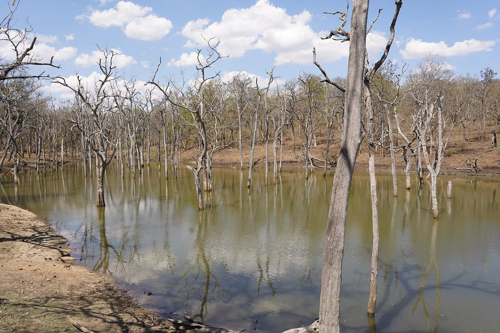 Mudumalai National Park