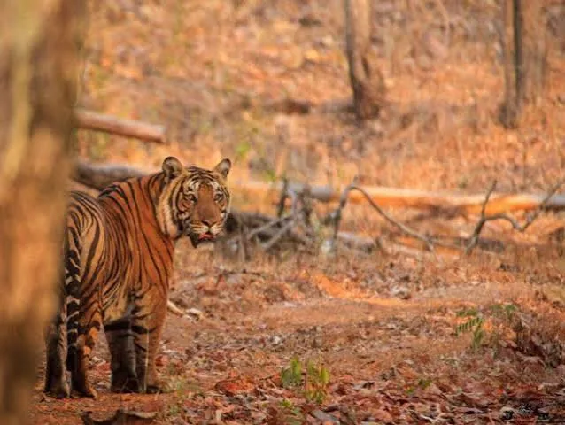 Bhadra Wildlife Sanctuary