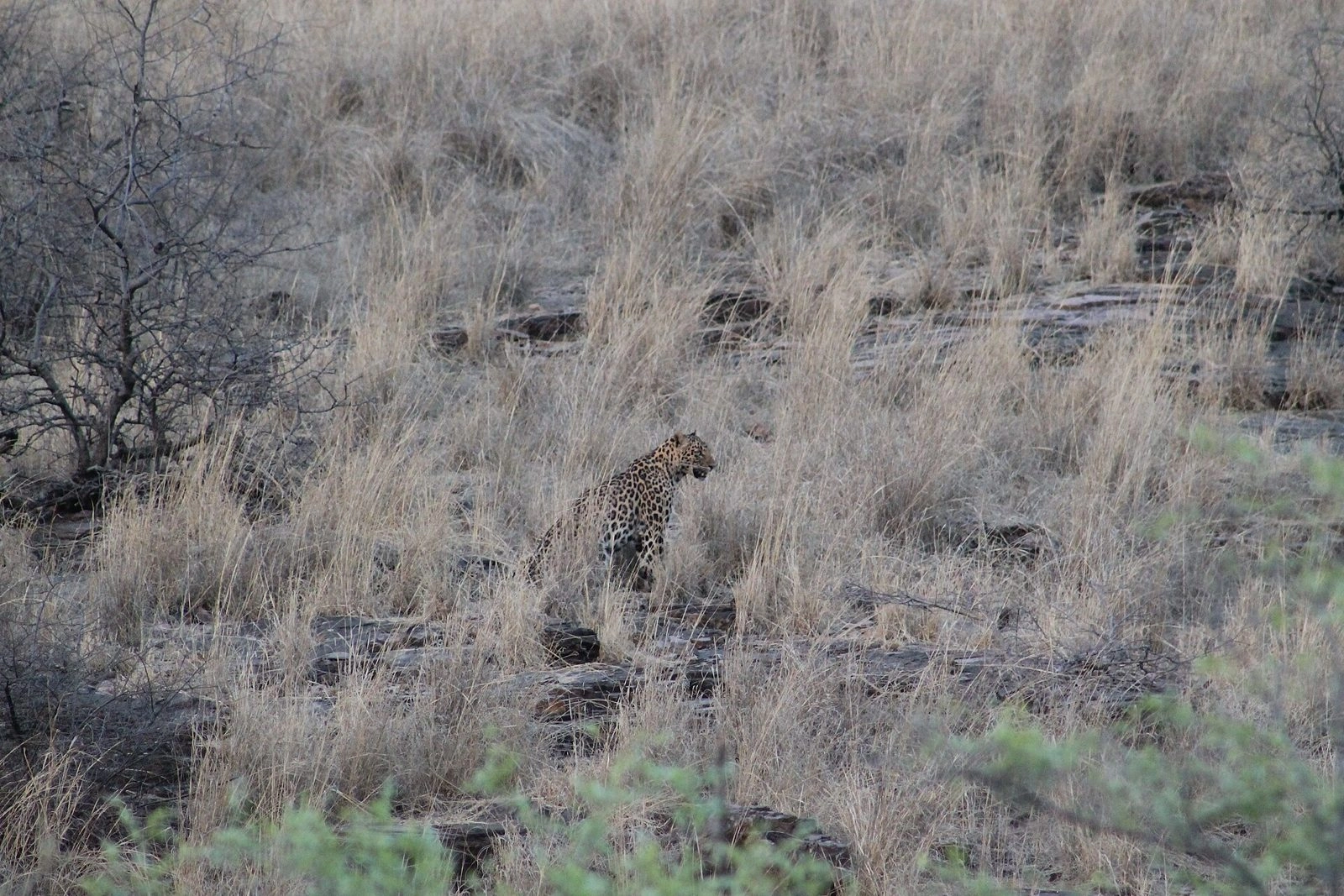 Ranthambore Buffer Zones 6 to 10