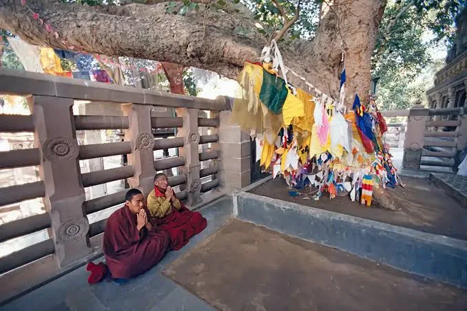 Bodhi Tree