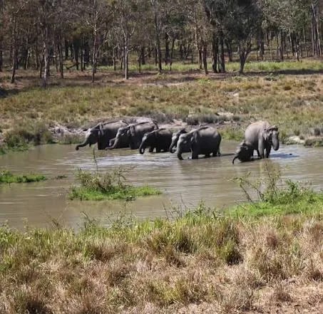 Wayanad Wildlife Sanctuary