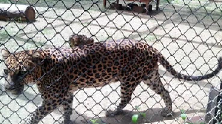 Mini Zoo (National Zoological Park)
