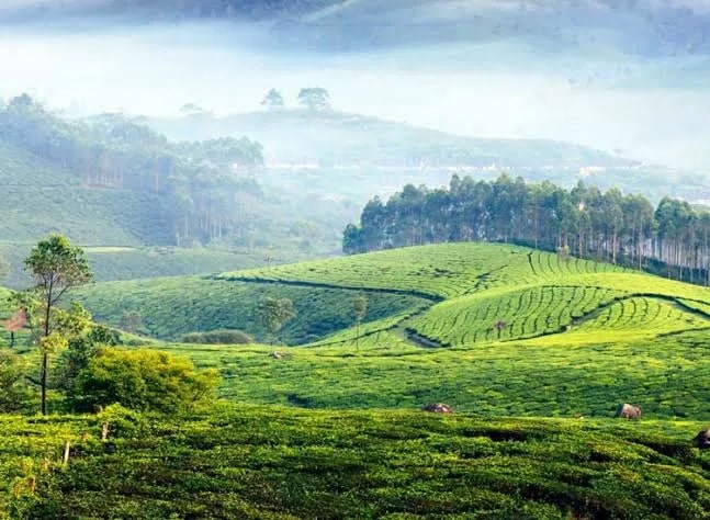 Thekkady Spice and Ayurvedic Garden