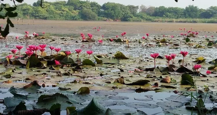 Gavier Lake