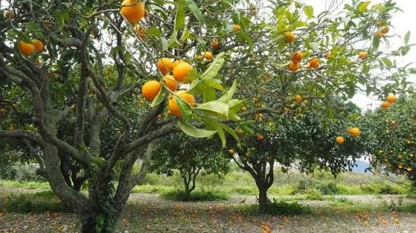 Rimbi Orange Garden