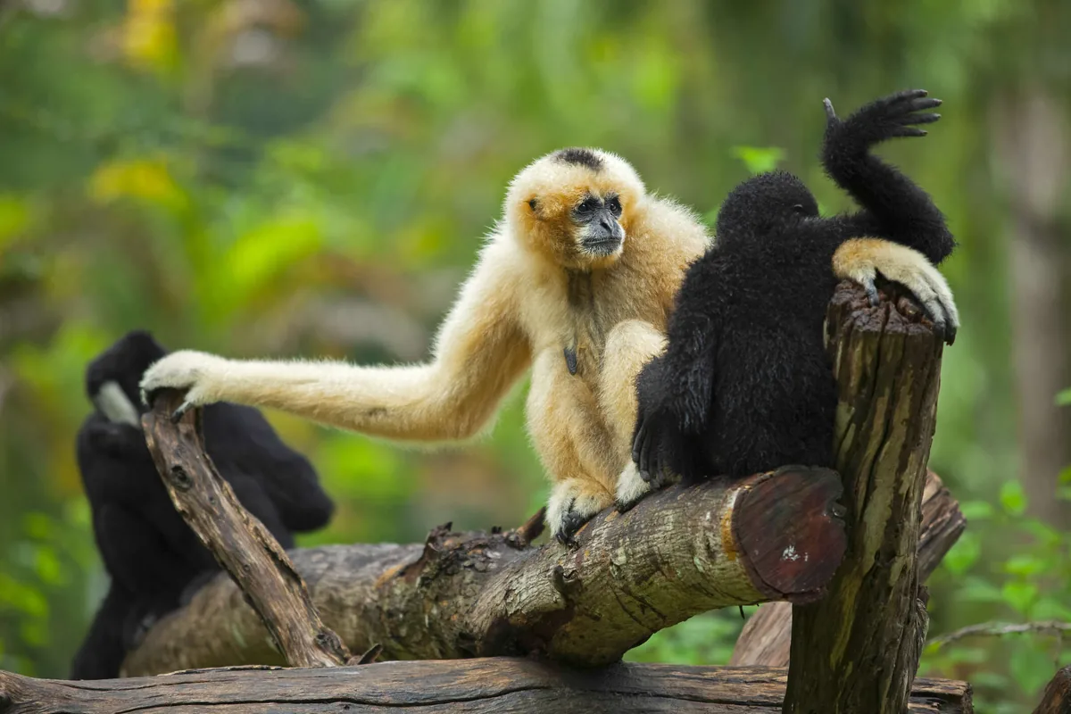 Hoollongapar Gibbon Wildlife Sanctuary