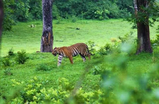 Periyar Tiger Reserve