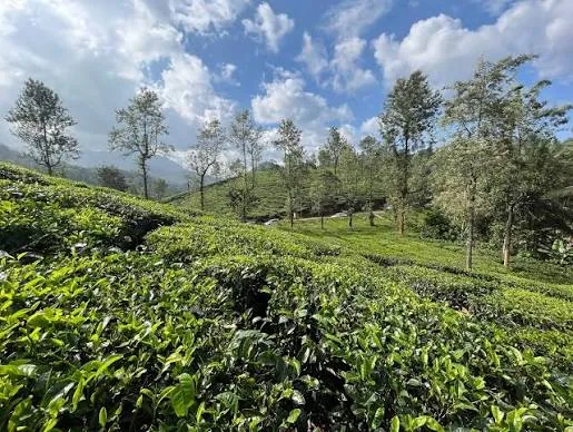 Meppadi Tea Estates