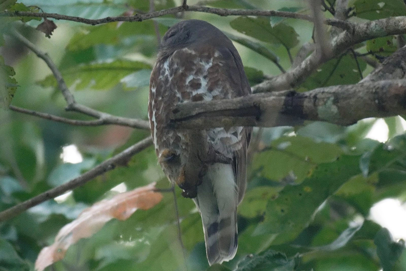 Dandeli Wildlife Sanctuary
