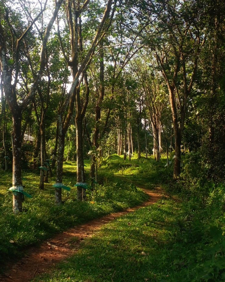 Kottayam