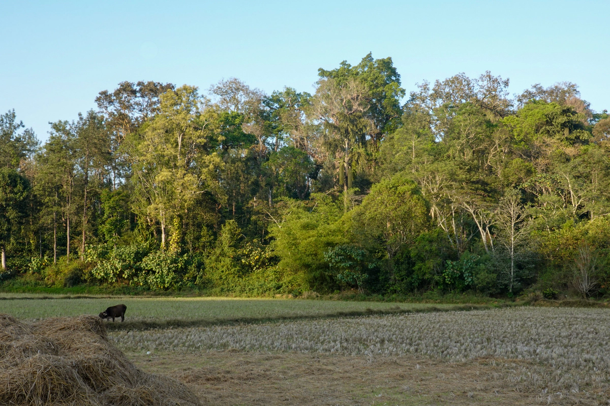Coffee Plantations