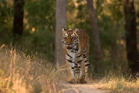 Kanha Tiger Reserve