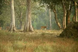Kanha Meadows