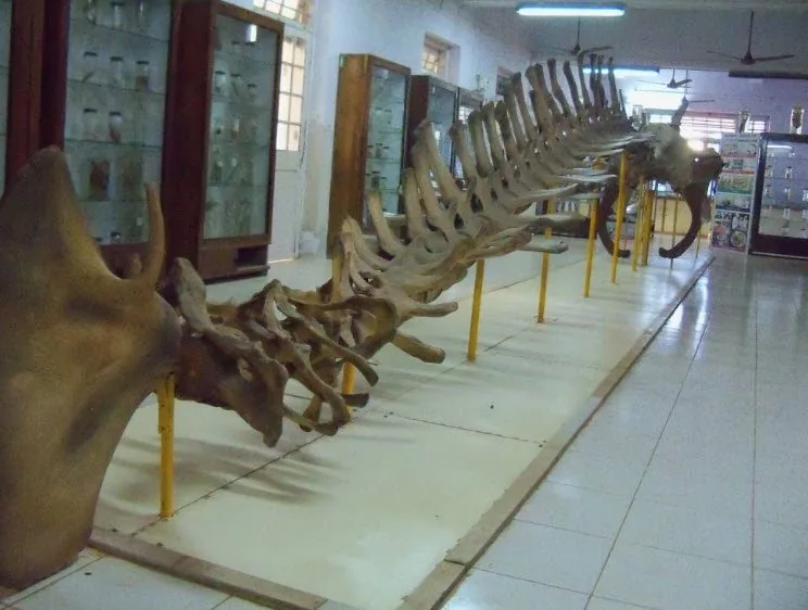 Marine Biological Research Station Museum