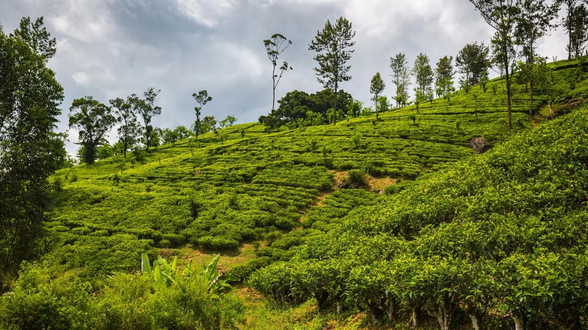 KTDC Spice Garden