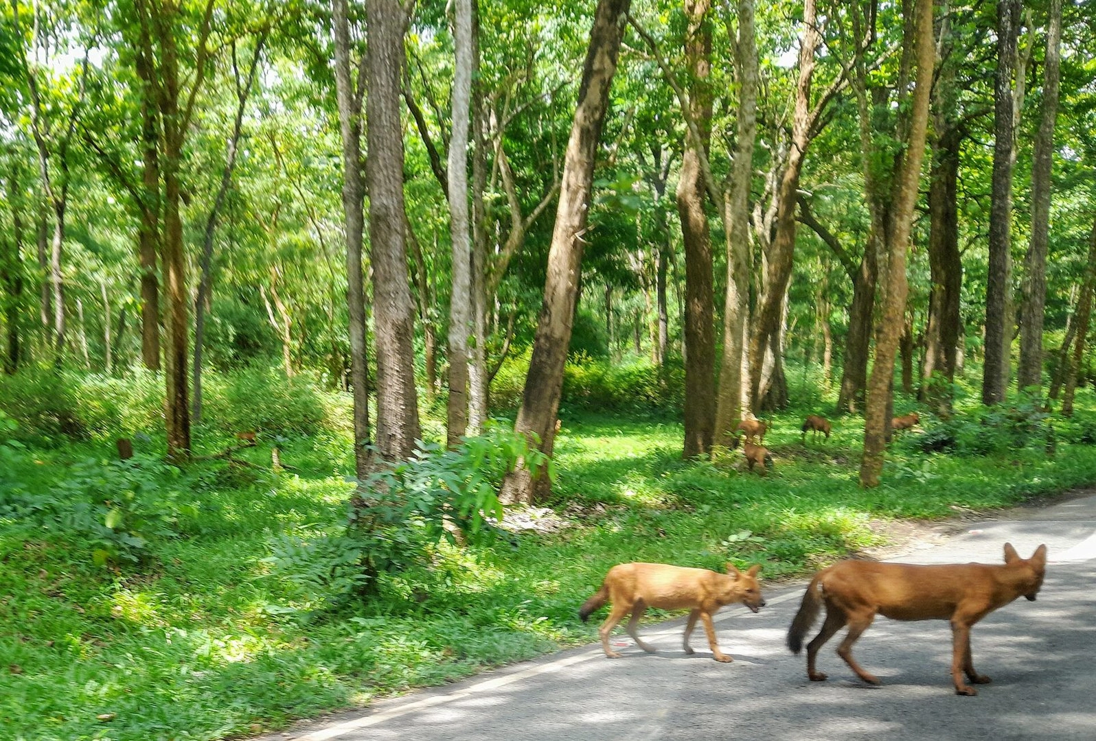 Bandipur National Park