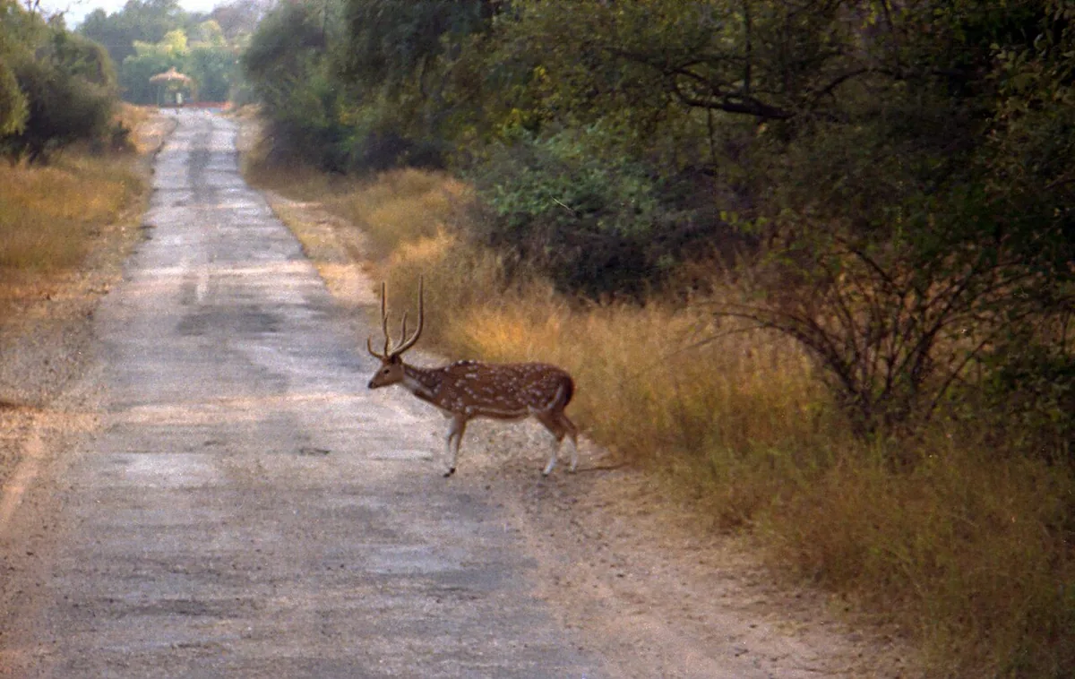 Sariska Tiger Reserve