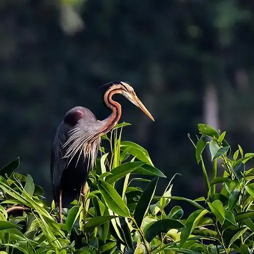 Kumarakom Bird Sanctuary