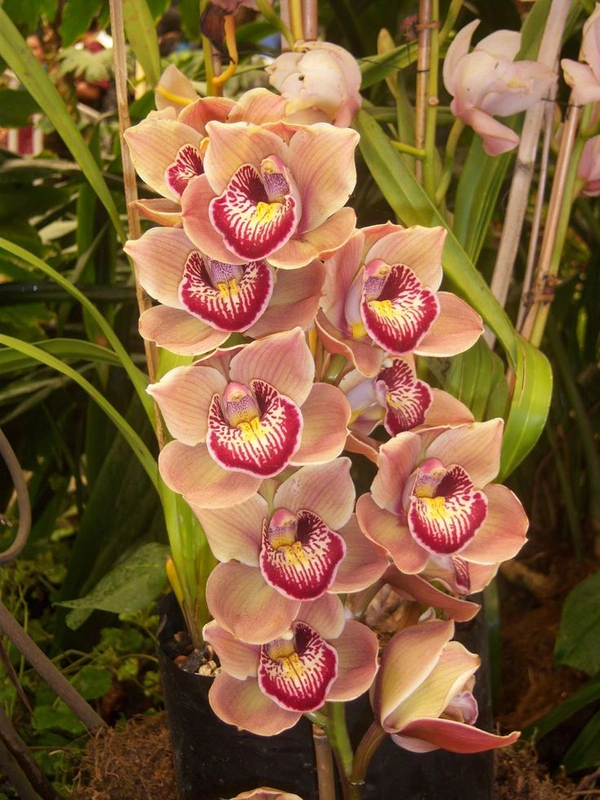 Flower Exhibition Centre