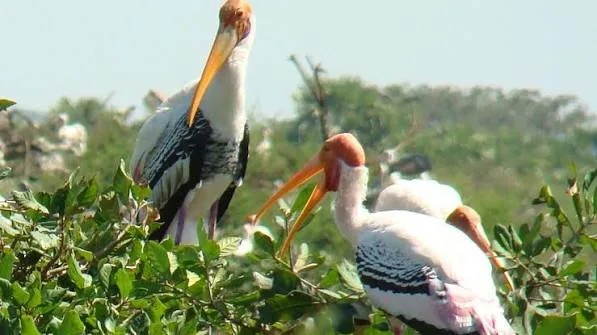 Vedanthangal Bird Sanctuary