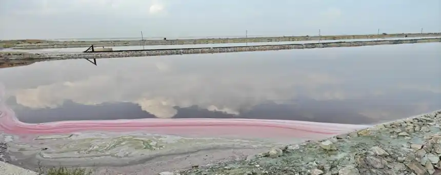 C) Pink hues along the edges of Sambhar Lake