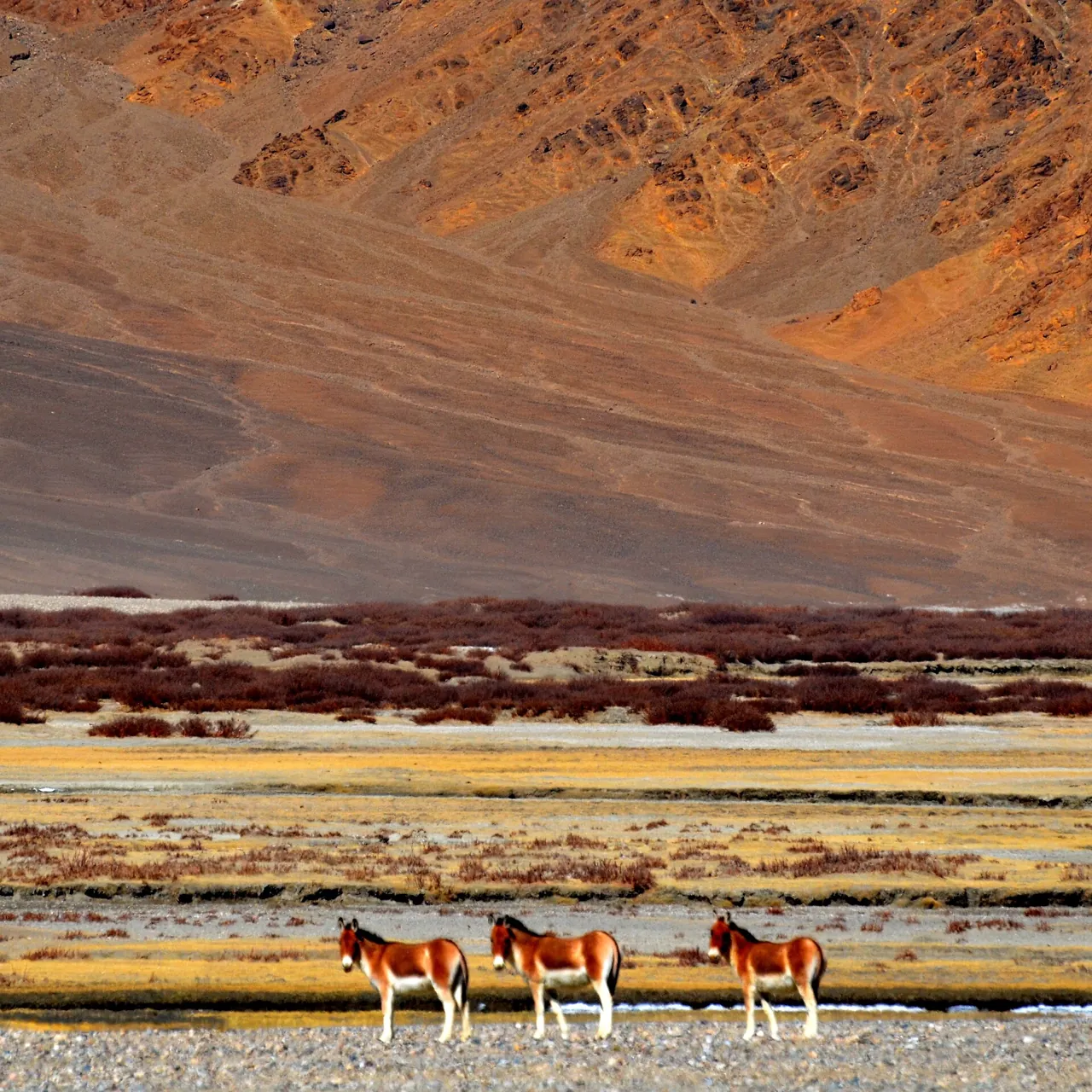Changthang Wildlife Sanctuary