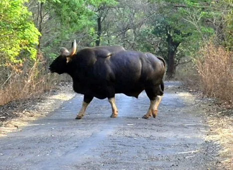 Radhanagari Wildlife Sanctuary