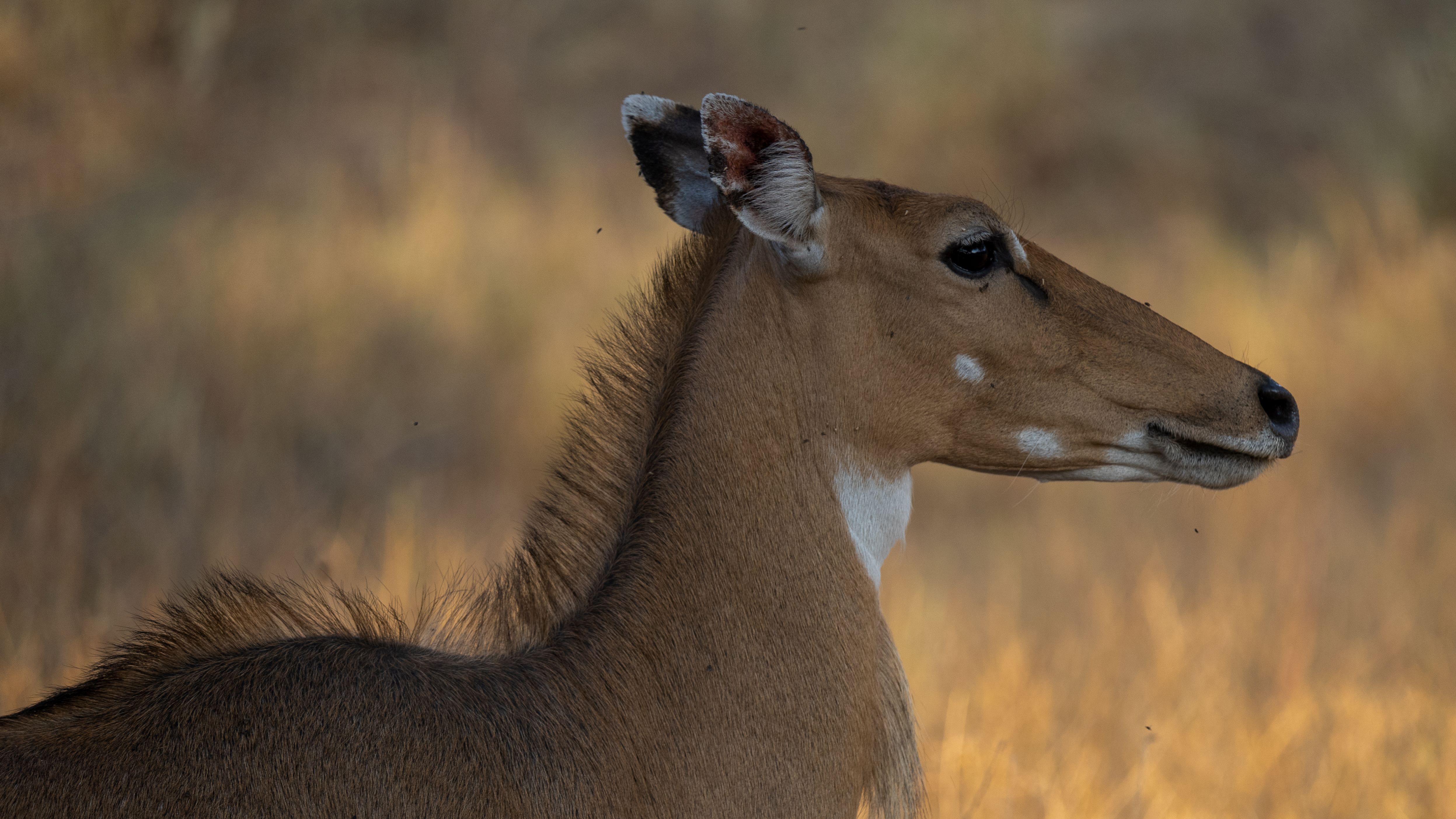 Jhalana National Park