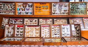 Butterfly museum