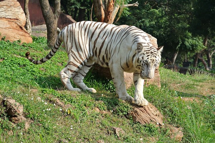 Sajjangarh Biological Park