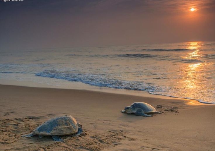 Rushikulya Beach