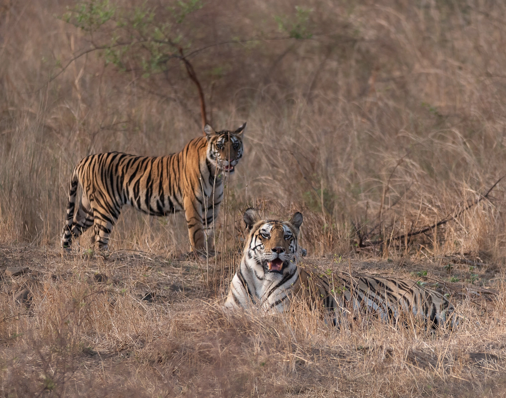 Panna National Park